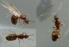 Lasius emarginatus